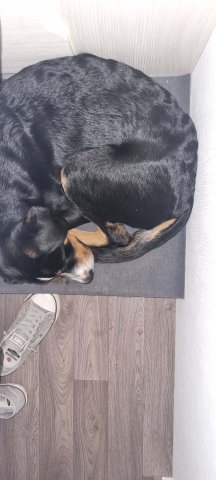 Cooper schläft überall